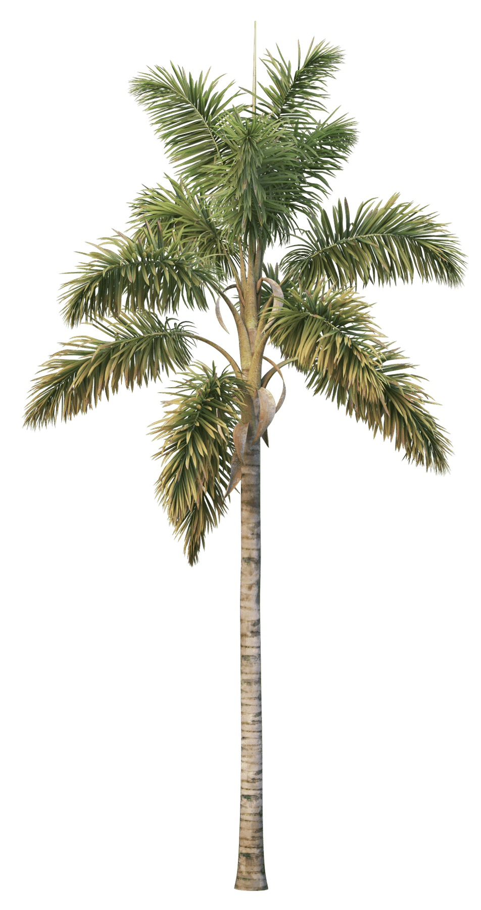 palm tree new