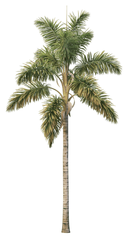 palm tree new