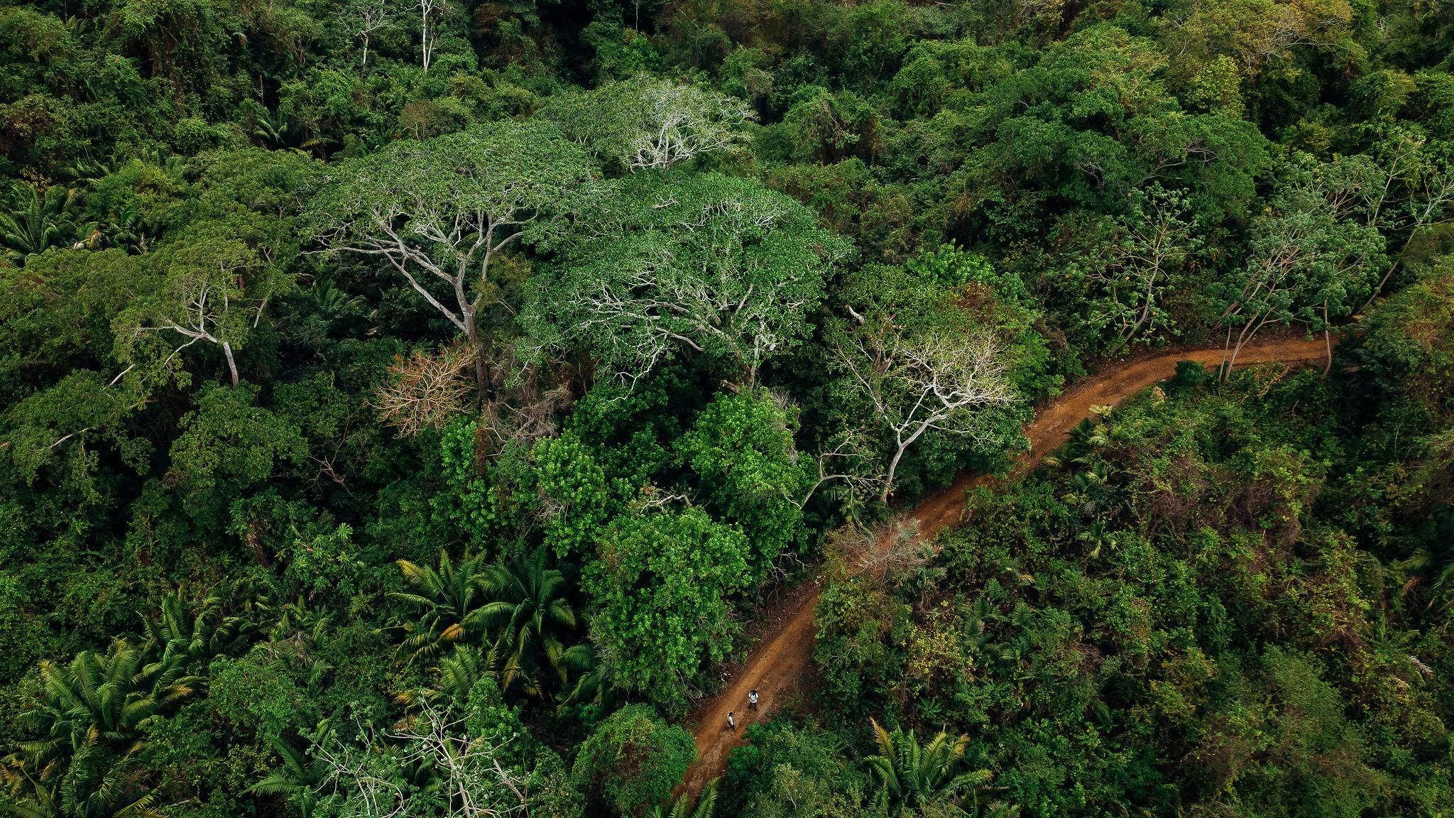 Saboga Island: Best Hiking trail in a rainforest - Saboga Lodge