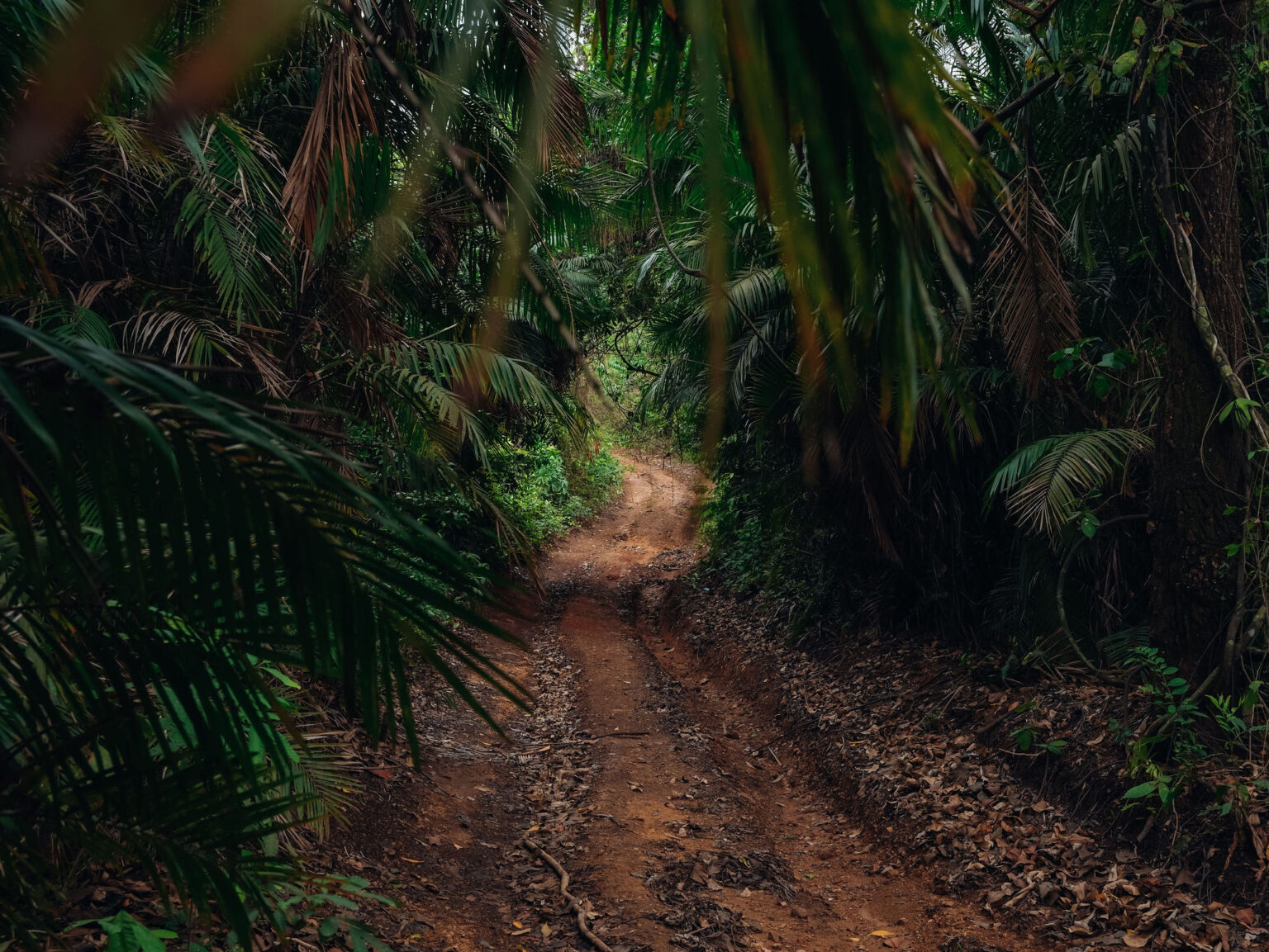 Saboga Island: Best Hiking trail in a rainforest - Saboga Lodge